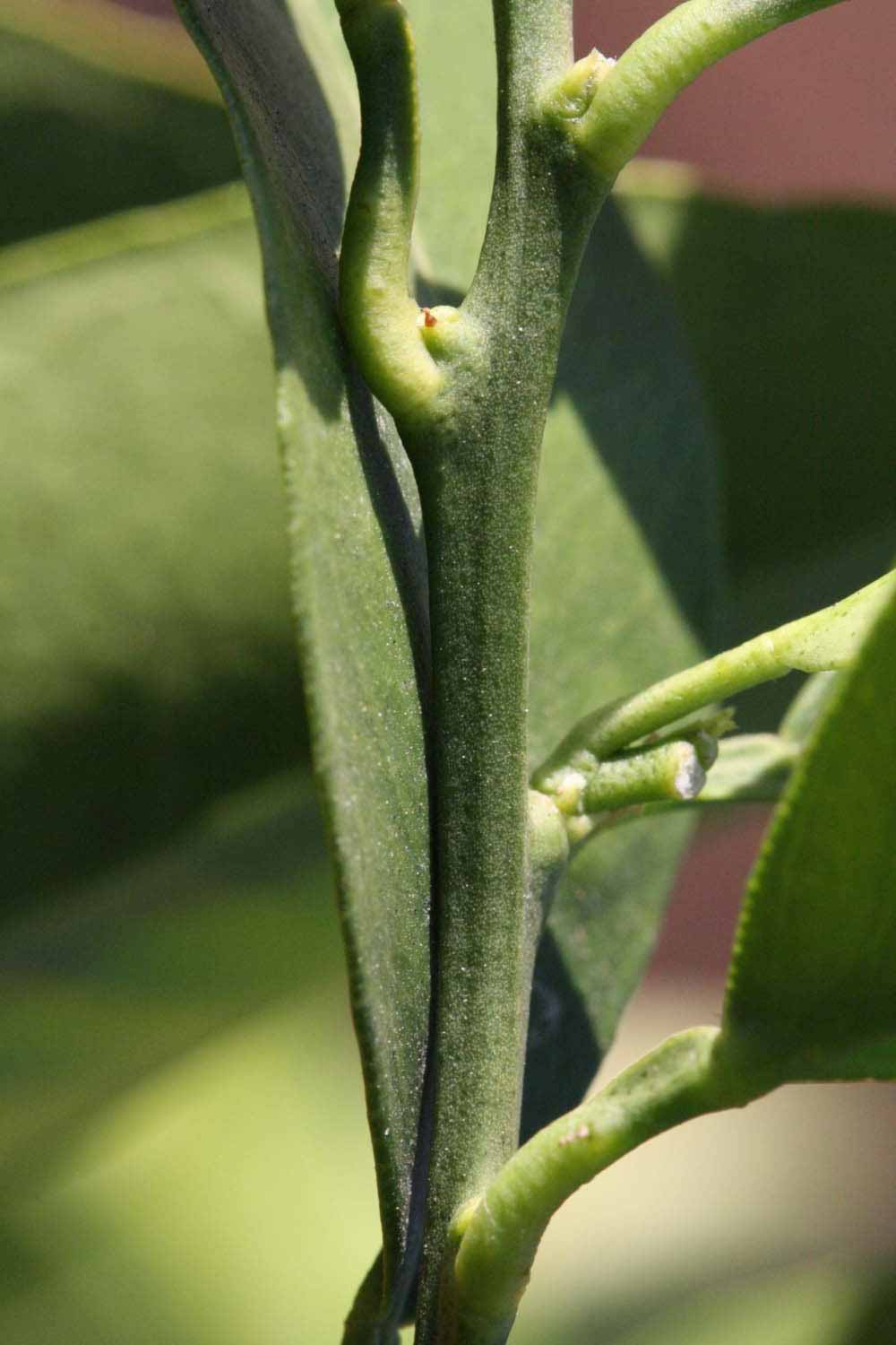              First year twig (Riverside, CA)       